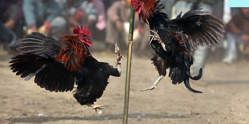 Kinh nghiệm cá cược hay dành cho tân thủ