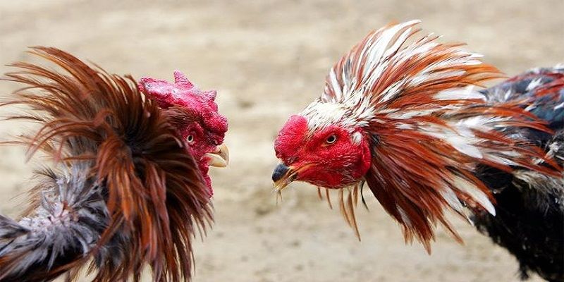 Hình thức thi đấu hấp dẫn cộng đồng mê gà đá