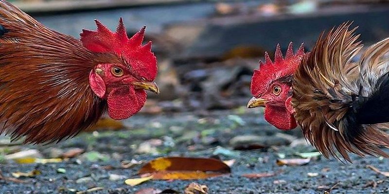 Những yếu tố cần chú ý để “vào kèo” chuẩn xác