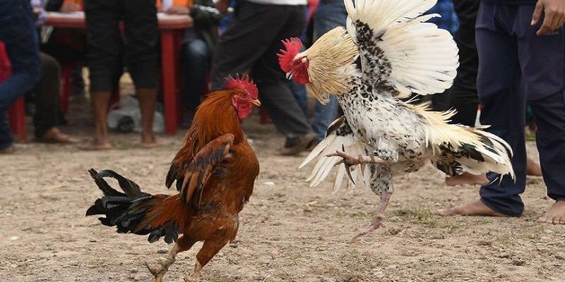 Bí kíp tuyển chọn “chiến binh mào đỏ” xuất sắc