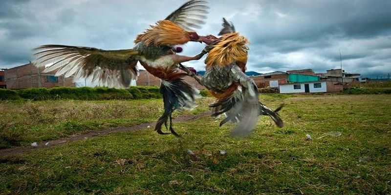 Đá Gà Cựa Sắt