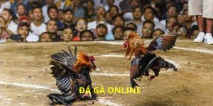 Đá Gà Online