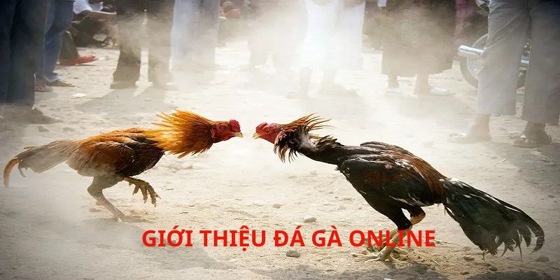 Khái quát đá gà online