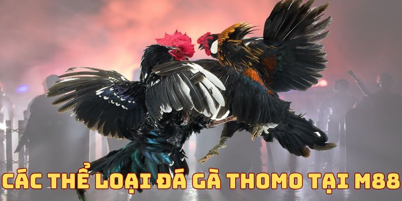 Các thể loại đá gà Thomo