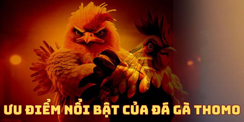 Ưu điểm nổi bật của đá gà Thomo M88