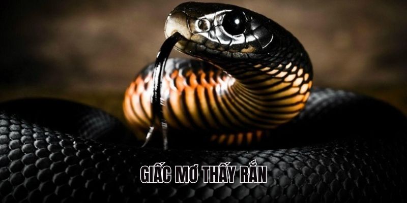 Con vật rất dễ gặp trong giấc mơ