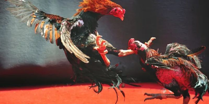 Các tỷ lệ kèo đá gà chọi phổ biến