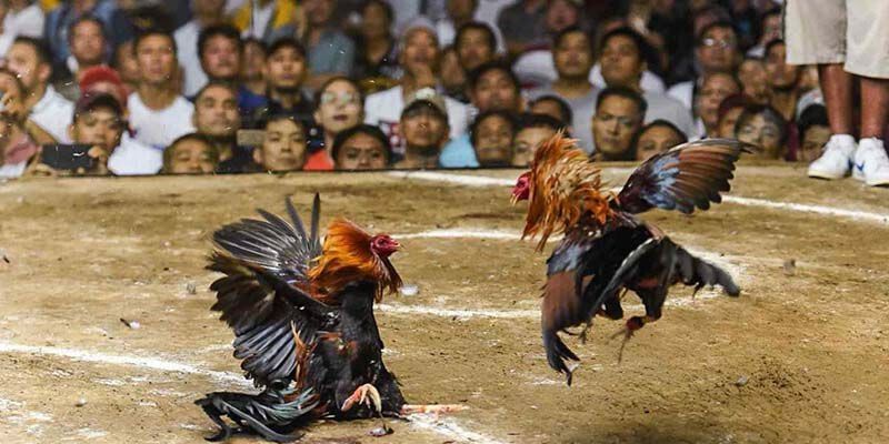 Tỉ lệ đá gà chọi là gì?
