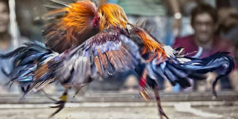 Một số kinh nghiệm về tỉ lệ đá gà chọi